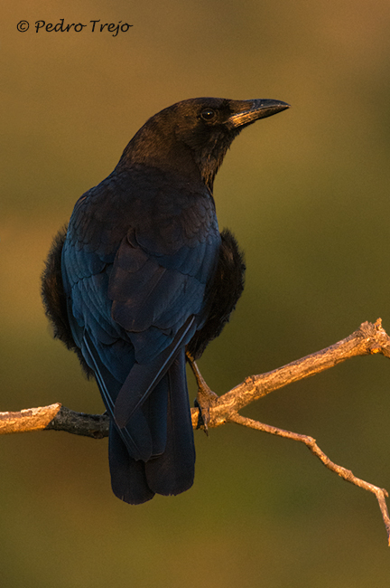 Corneja negra (Corvus corone corone)